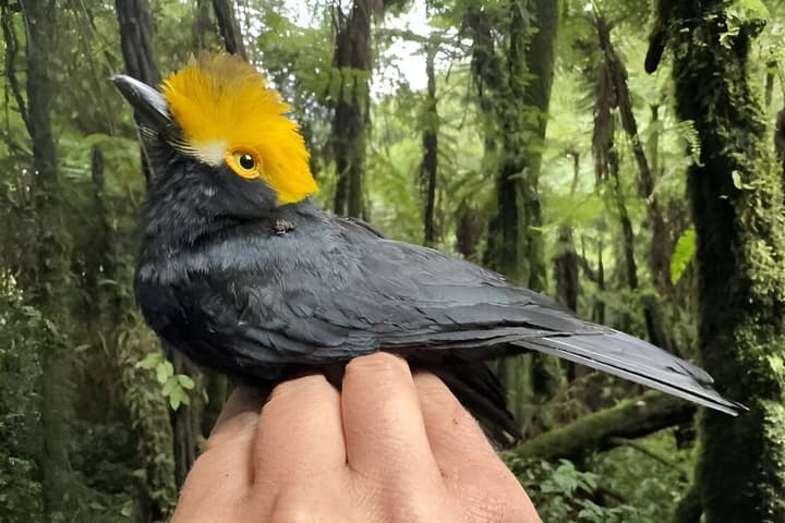 The Yellow-crested Helmetshrike was ready for what might be its first-ever closeup