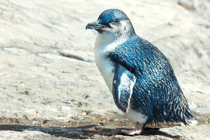 It's not always happily ever after in the penguin world