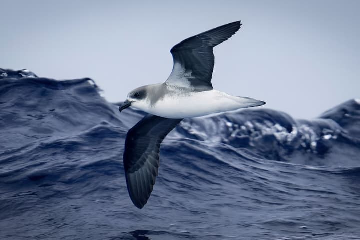 The Desertas petrel has learnt to exploit storms