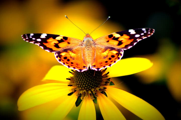 A mix of wind-assisted gliding and active flying got these adventurous butterflies across the ocean nonstop