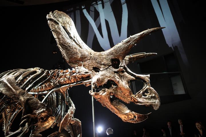 Horridus is the world's most complete and best preserved Triceratops skeleton