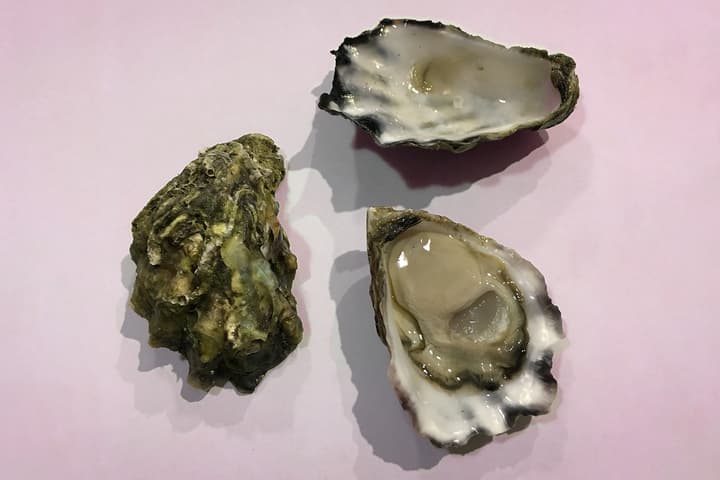 Proteins from Sydney Rock Oyster blood have antibacterial properties