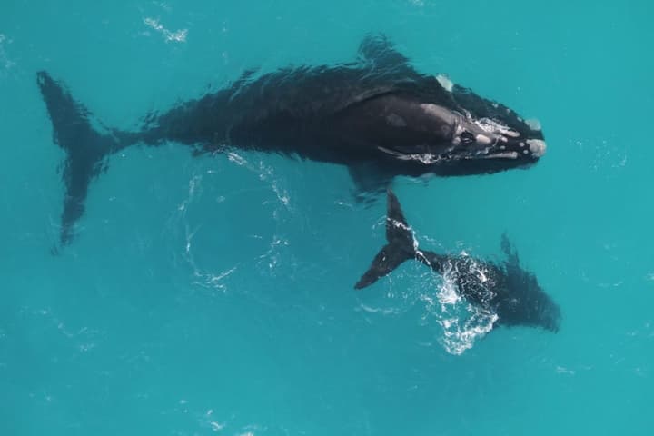 A Southern right whale mother and calf, which have now been found to live much longer than we thought