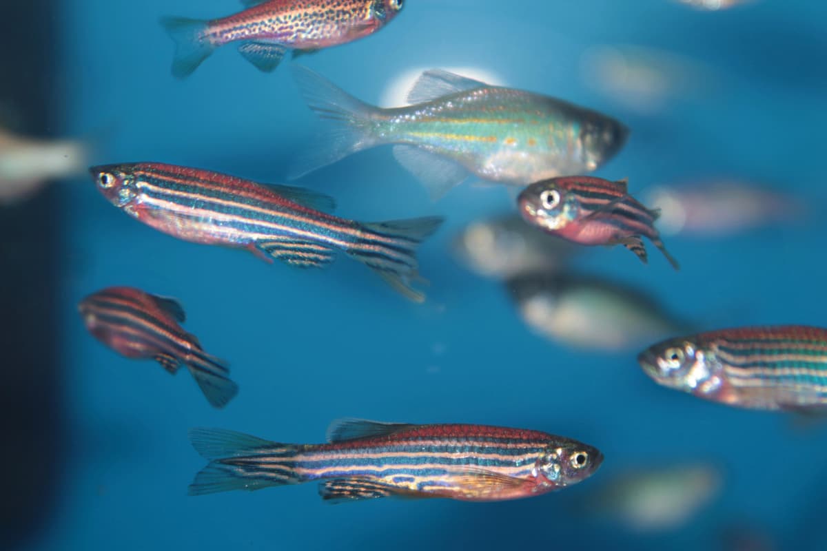 Sure, the unmodified zebra danios in your aquarium may look pretty, but can they convert methylmercury into elemental mercury?