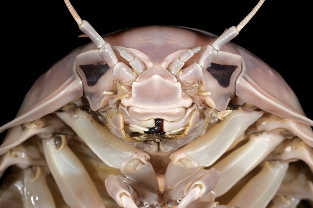 "I am your pillbug, Luke" – Bathynomus vaderi is named for the fact that its distinctive head resembles Darth Vader's flared helmet