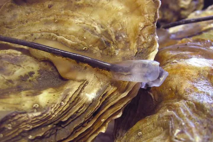 Each "sentinel mollusk" used in a molluSCAN-eye setup provides water quality readings 24 hours a day, 365 days a year