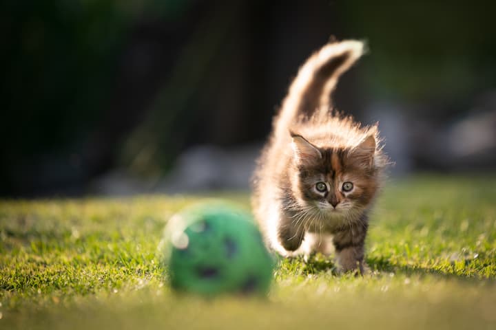 Can your kitty play fetch? A surprising amount of domestic cats can