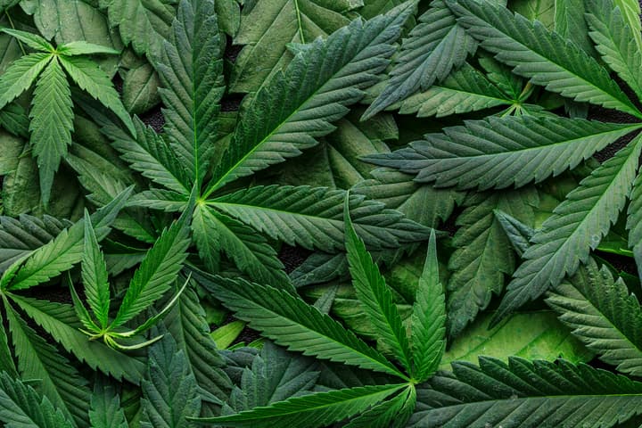 Cannabis does not to lead to opioid use nor does it reduce it, a study has found