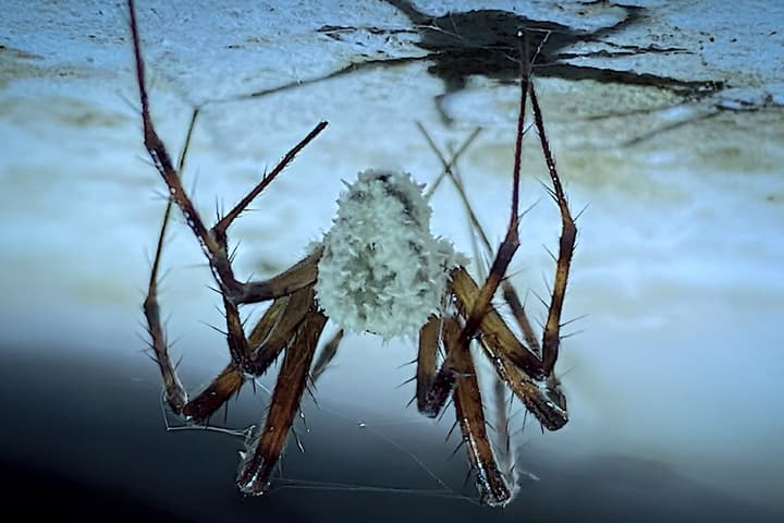 A cave spider infected by the newly identified "zombie" fungus