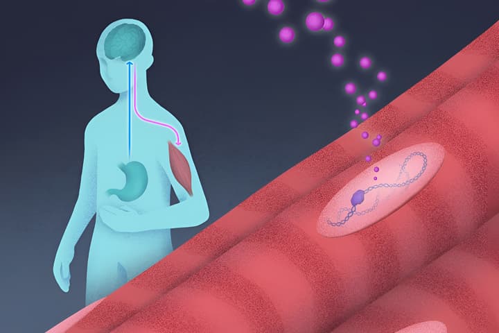 The stomach sends hunger signals to the brain in the form of ghrelin (blue arrow), prompting the brain to send a growth hormone to muscle tissue (pink line). In the foreground, a closer look at the muscle reveals the growth hormone (pink orbs) influencing BCL6 (purple blob) to attach to the cell’s DNA (purple chain)