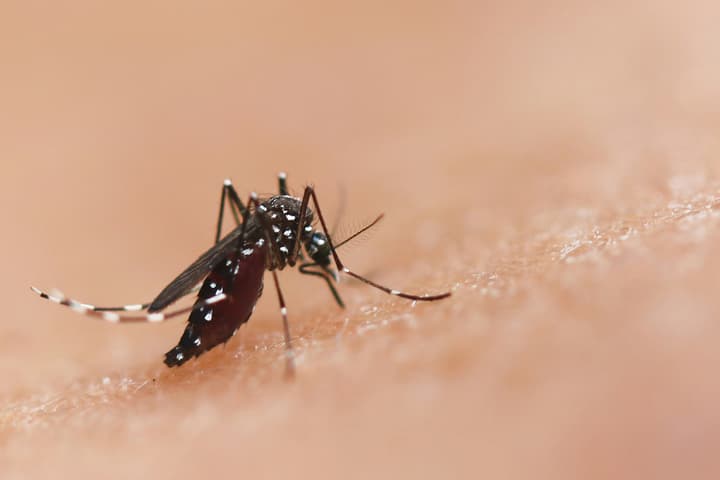 Mosquitoes spread dangerous diseases like dengue and malaria to hundreds of millions of people each year