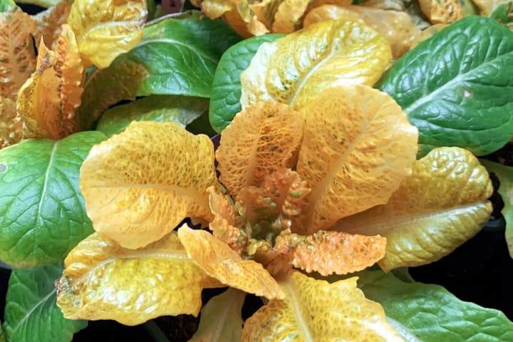 "Golden Lettuce" is genetically engineered to have higher levels of the antioxidant beta-carotene, hence the yellow color