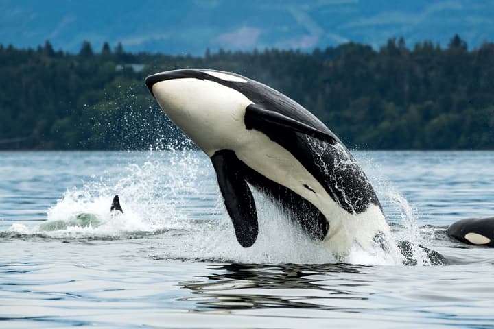 Orcas made the headlines in 2024, both for ramming sailboats and wearing salmon like hats