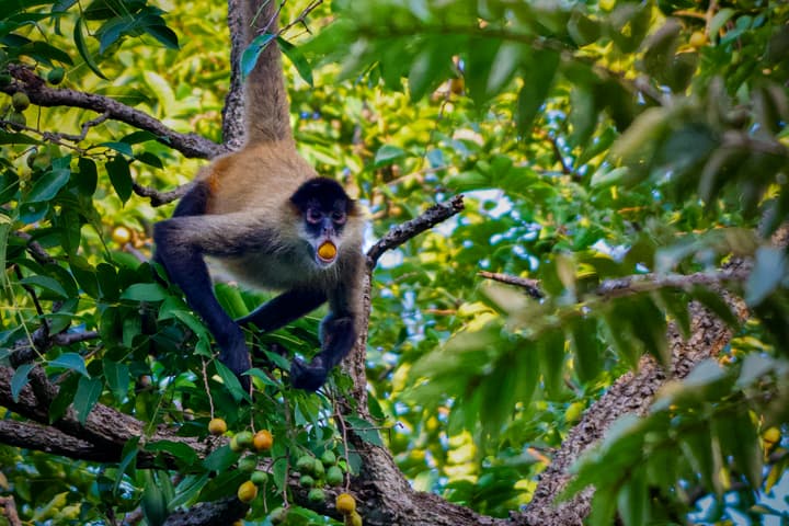 A spider monkey enjoys the fruits of the Spondias mombin tree