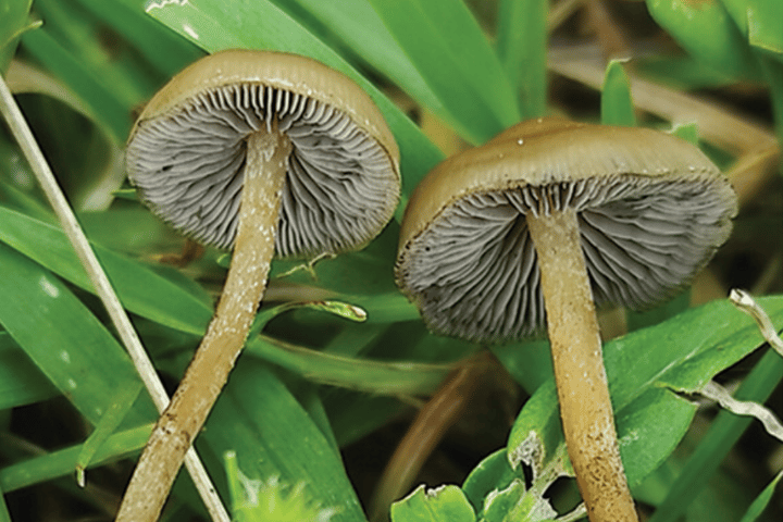 A single collection of P. ingeli was found in KwaZulu-Natal, growing in pasture