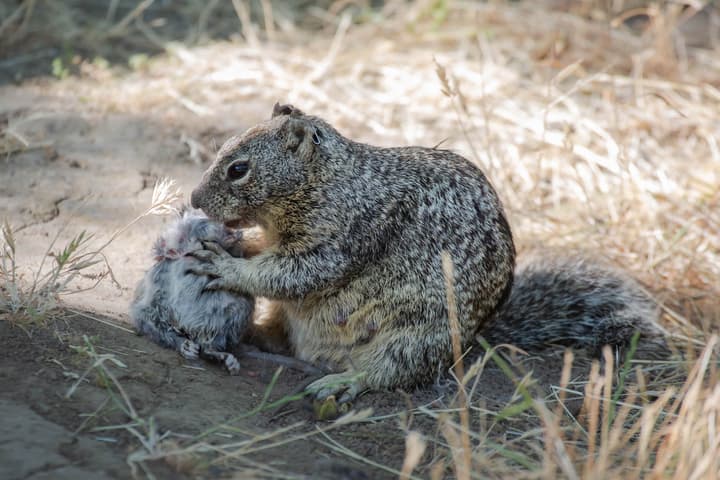 A California ground squirrel eating a California vole – a newly observed hunting behavior