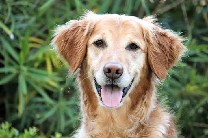 Hunter, an 11-year-old golden retriever, has lived two years cancer-free after his treatment with Yale's cancer vaccine for dogs