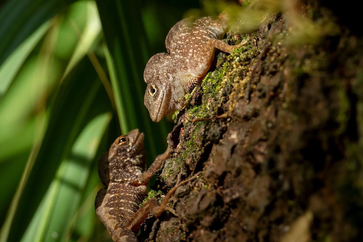 Two brown anoles in Florida