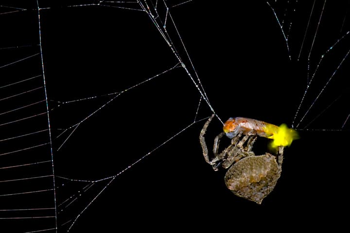 An orb-weaving spider wraps up a male firefly, getting him ready to attract his buddies to the web too