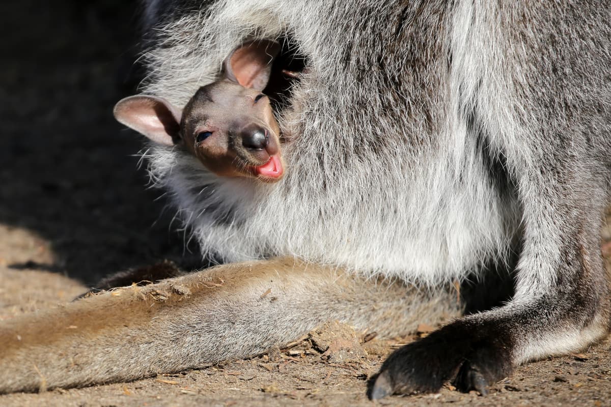 Marsupials, like kangaroos, give birth to premature offspring that then develop in the mother's pouch