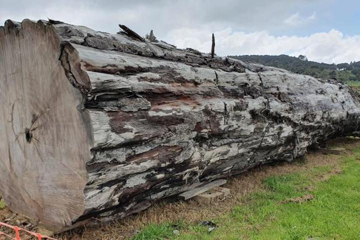 An ancient kauri tree log from Ngāwhā, New Zealand