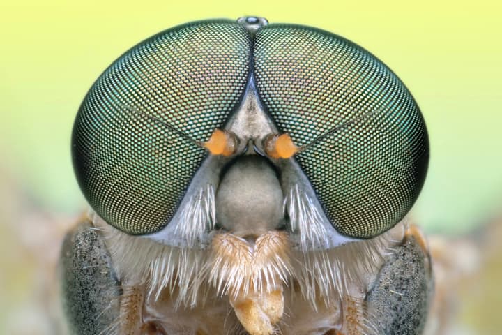 Whereas flies and most other insects have compound eyes (pictured), the SolidddVision Smartglasses have compound lenses