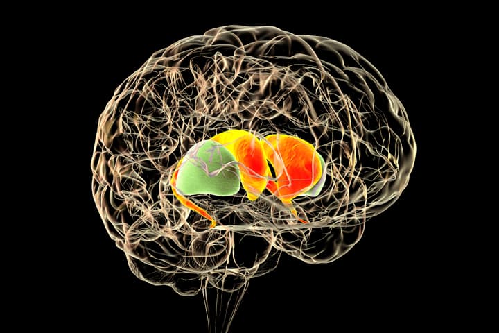 Targeting a specific circuit in the striatum may hold the key to combatting opioid use disorders