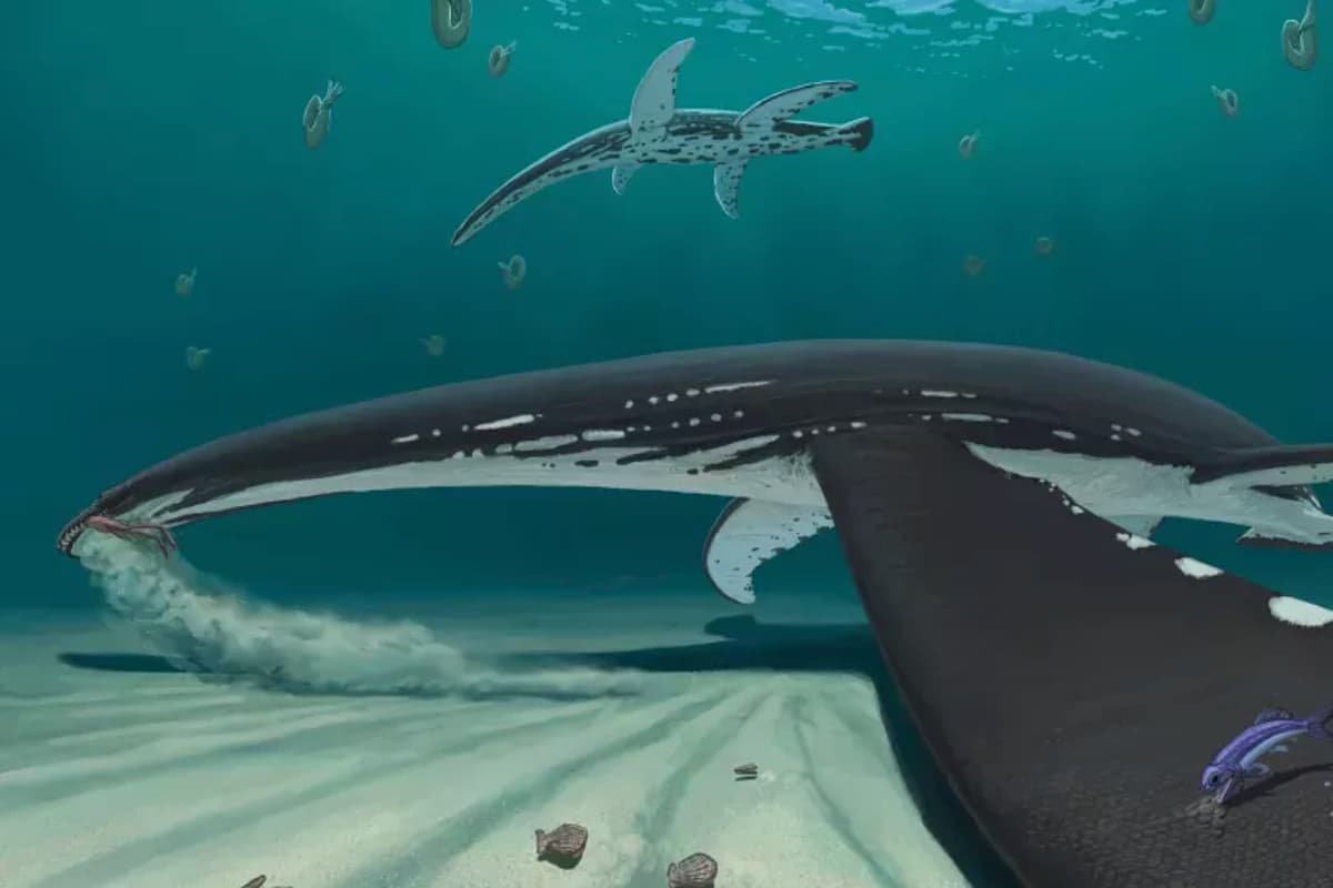 A depiction of a plesiosaur feeding on mollusks while "bottom-walking" – an activity that may have been facilitated by a covering of hard scales on the edges of its flippers