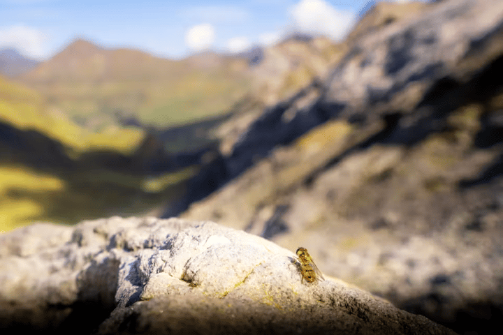 This narrow, picturesque migration pathway is crucial for important insect and bird populations, including this marmalade hoverfly