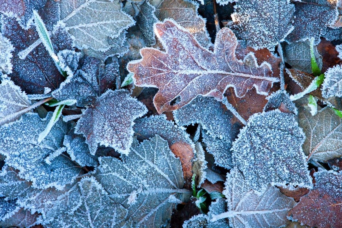 Inspired by the way frost forms unevenly on leaves, scientists have created new surfaces that repel ice formation for up to a week