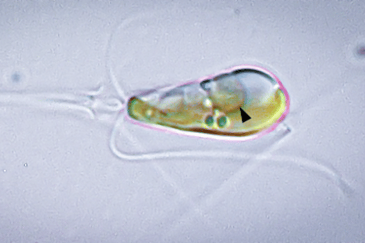 The algae Braarudosphaera bigelowii has been found to have absorbed a cyanobacteria called UCYN-A, which may be a huge step forward for evolution