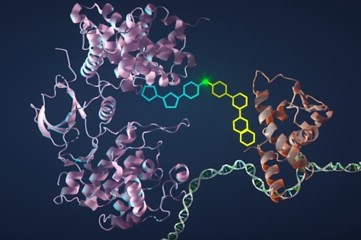 An artist's impression of the new molecule (turquiose and yellow) that "glues" two proteins together (purple and red) to kill cancer