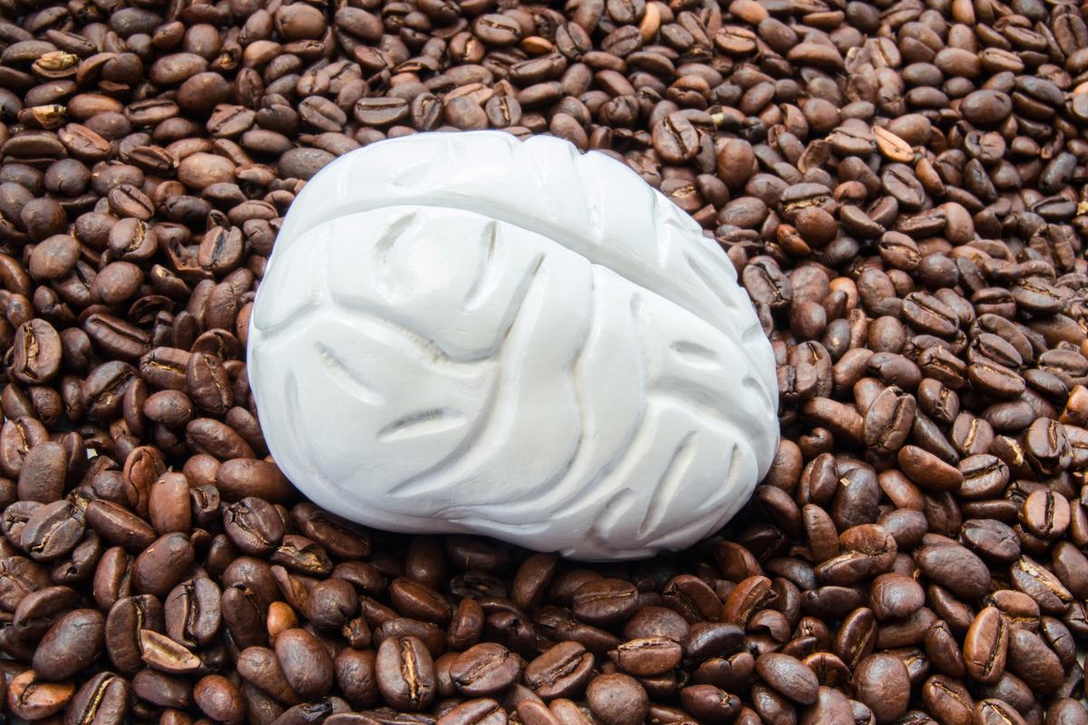 Caffeine seems to reduce the volume of gray matter in a brain but the effect is temporary