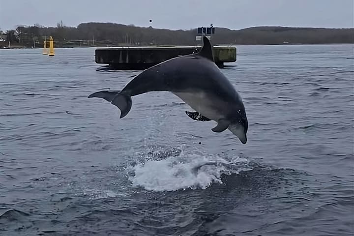 Delle the dolphin, also known as Yoda #1022, shows off for the camera, splashing around in his new home in the Baltic Sea