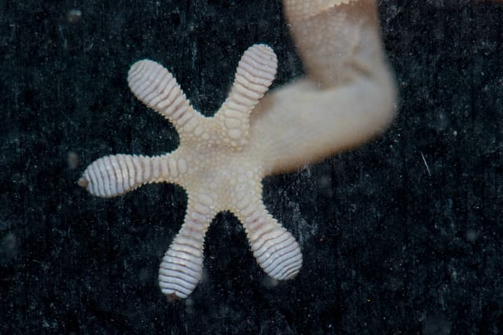 The foot of a Boettger's wall gecko, with the water-sucking grooves between its rows of setae clearly visible