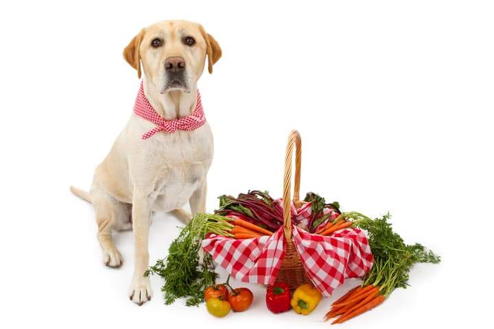 Unconfirmed reports say dogs in a new study woofed down their plant-based dinners